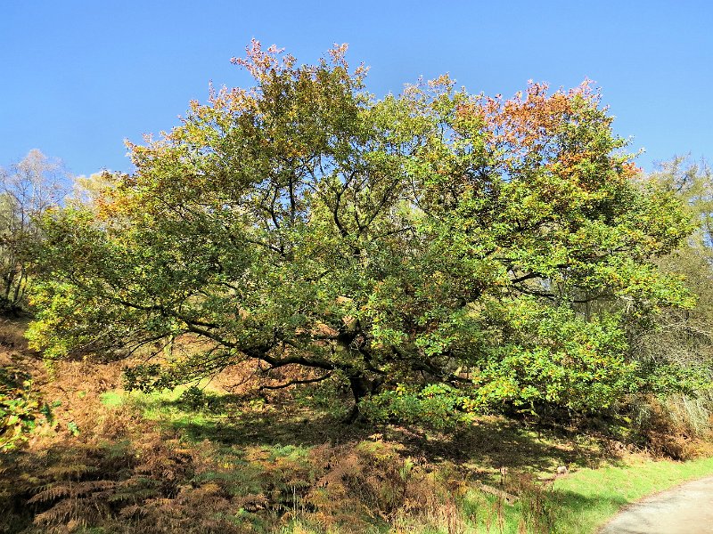 (42) Tarn Howes.JPG - (42) Venerable Oak